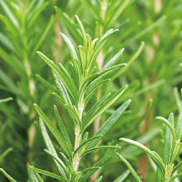 ローズマリー