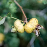 イザヨイバラエキス