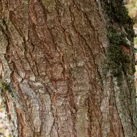 キラヤ樹皮エキス