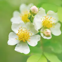 ノイバラ果実エキス