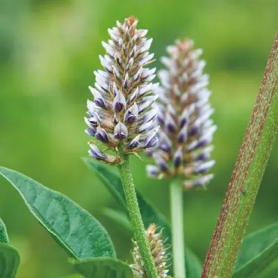カンゾウ根エキス