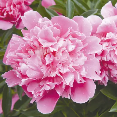 シャクヤク根エキス