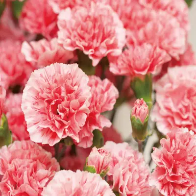 カーネーション花エキス