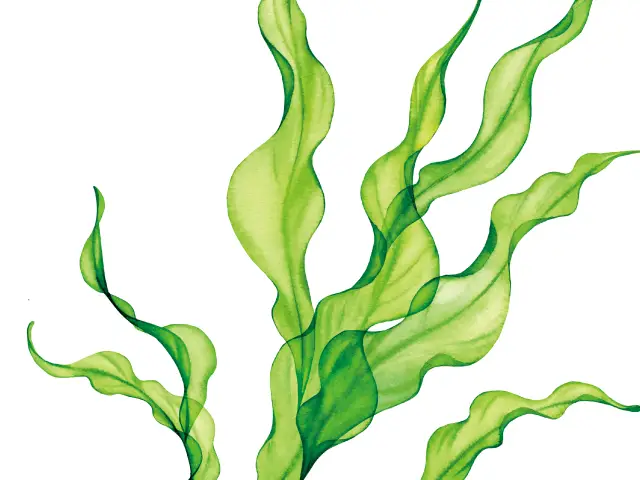 ウラボシヤハズエキス